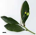 SpeciesSub: var. pyracanthifolia